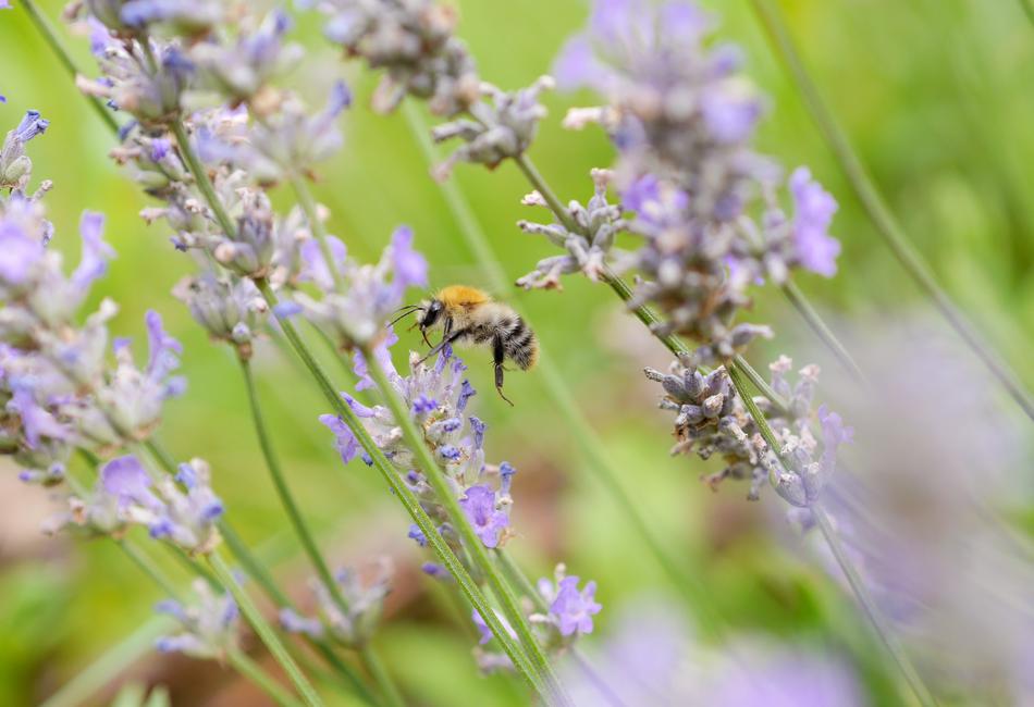 Bee and Lavender