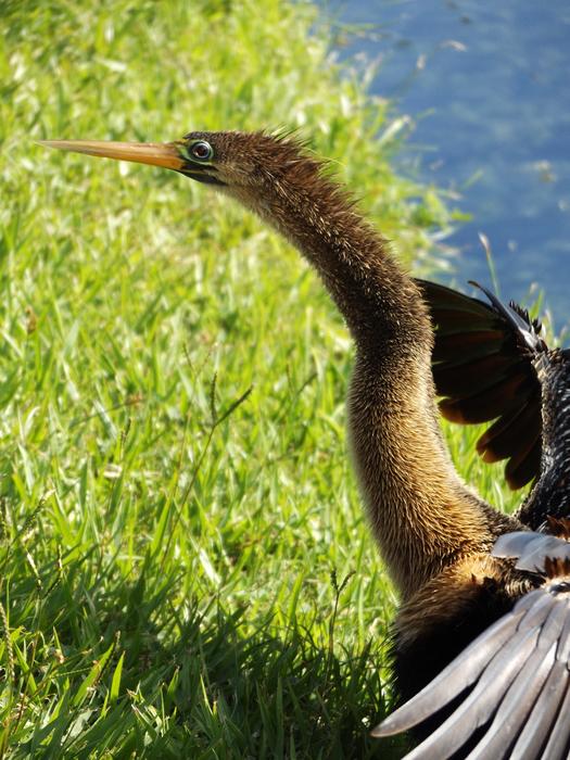 duck in the lake by the green bush