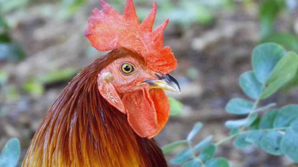 A rooster with a red crest head