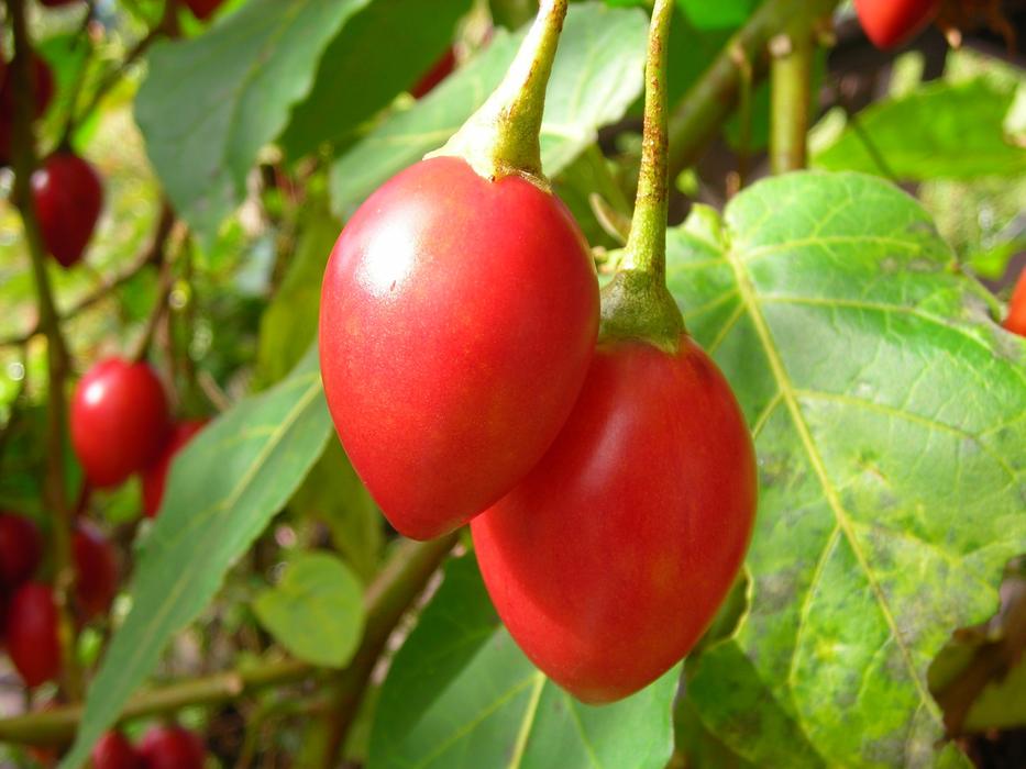 red tomatoes on a bush