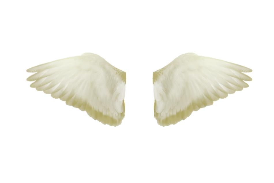 Angel's wings are white and beautiful