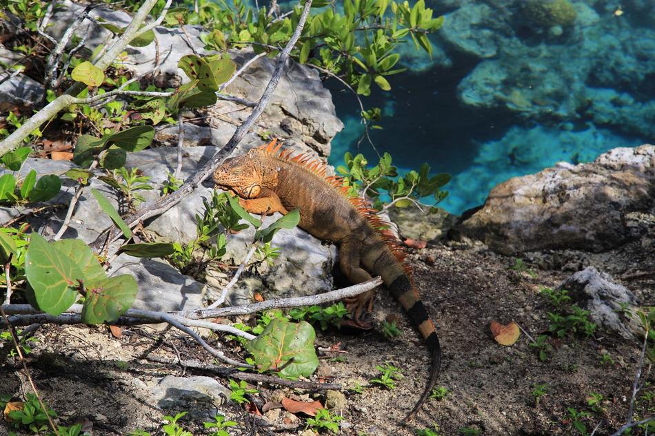 A lizard in the trees in the forest
