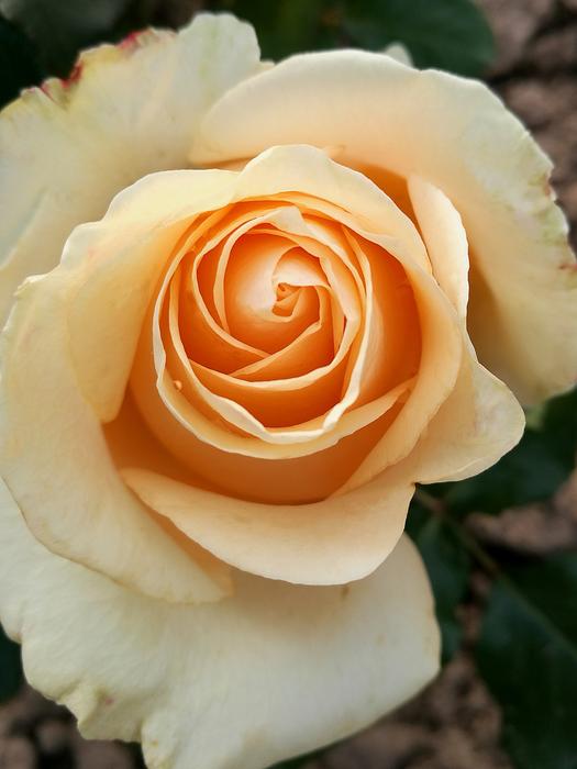 a large orange rose