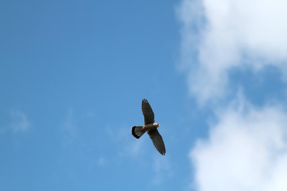 eagle sky blue clouds