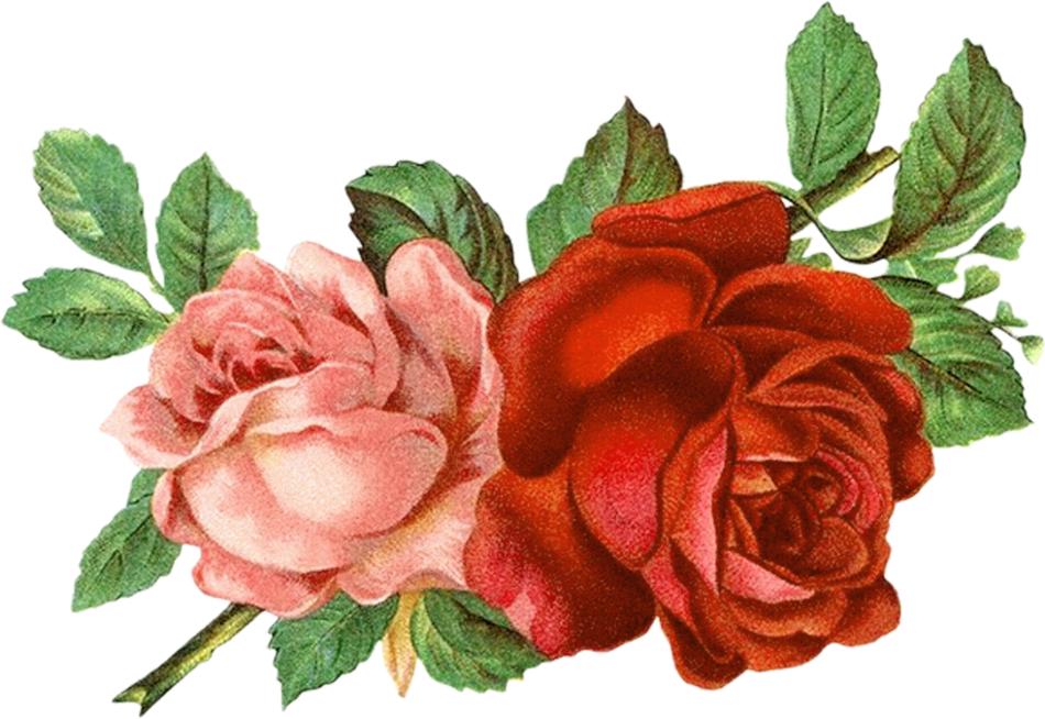 red rose with leaves