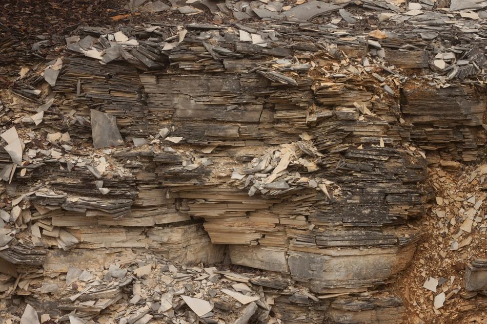 tree bark with splinters