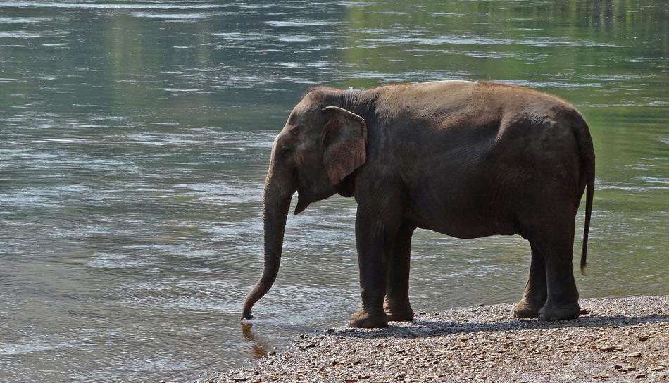 Elephant lake water
