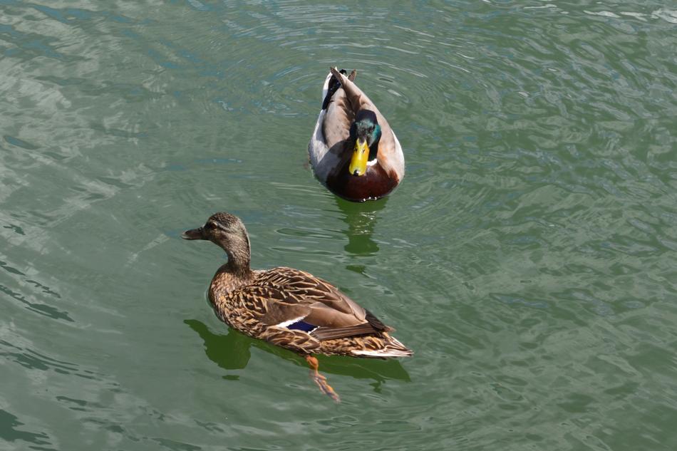 floating wild ducks in the lake