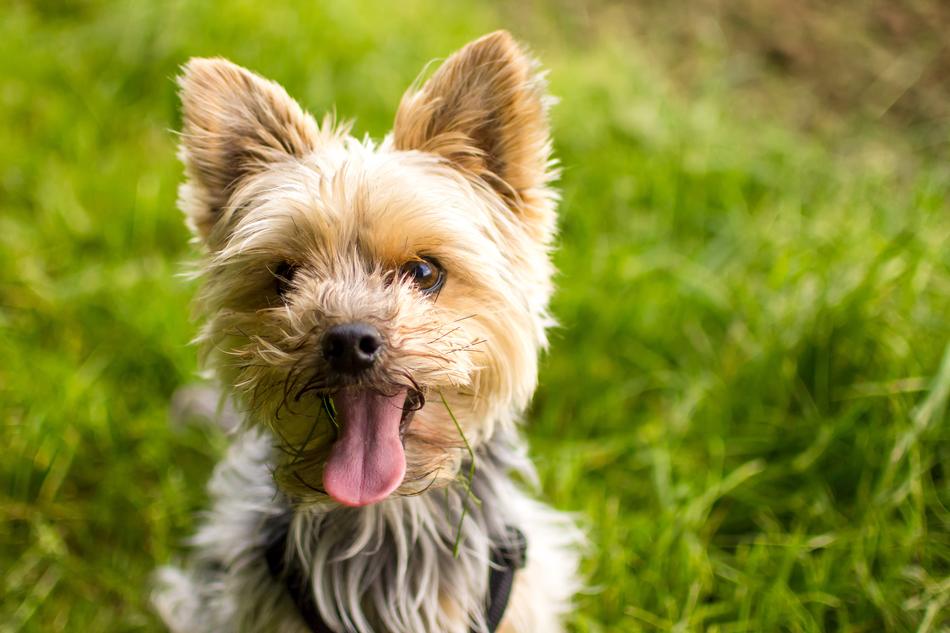 a dog with a fluffy tongue