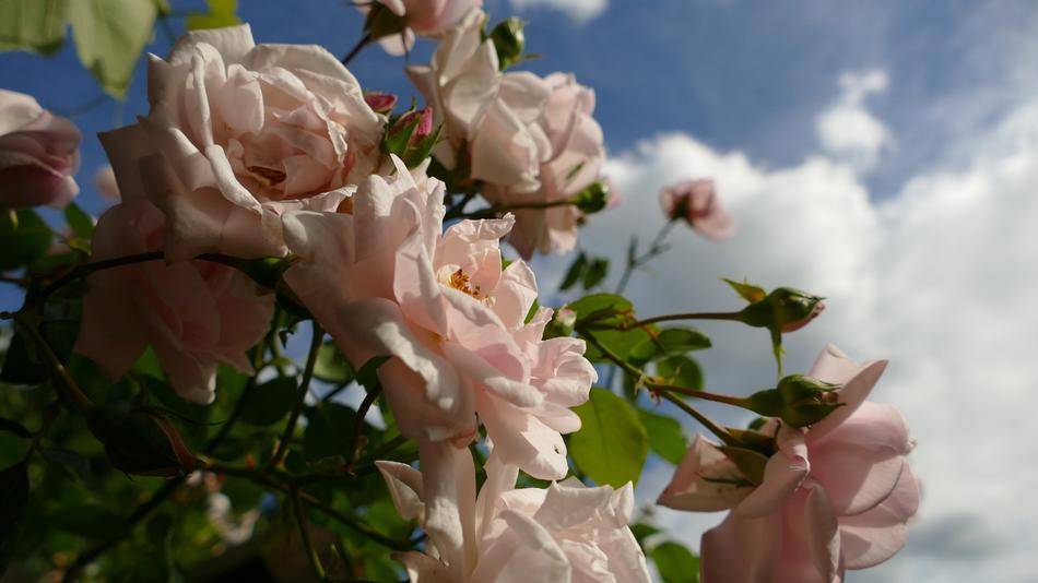 flowers with leaves on the bushes