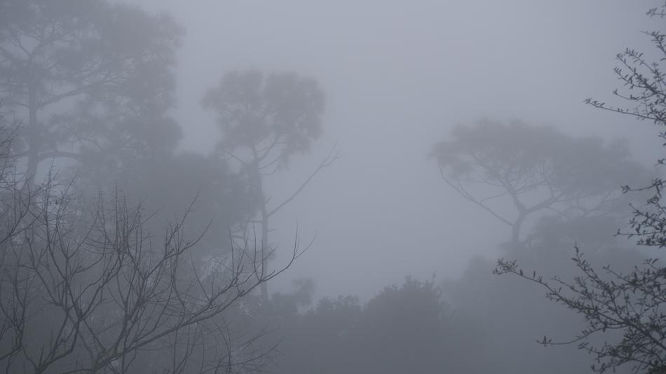 fog trees clouds white