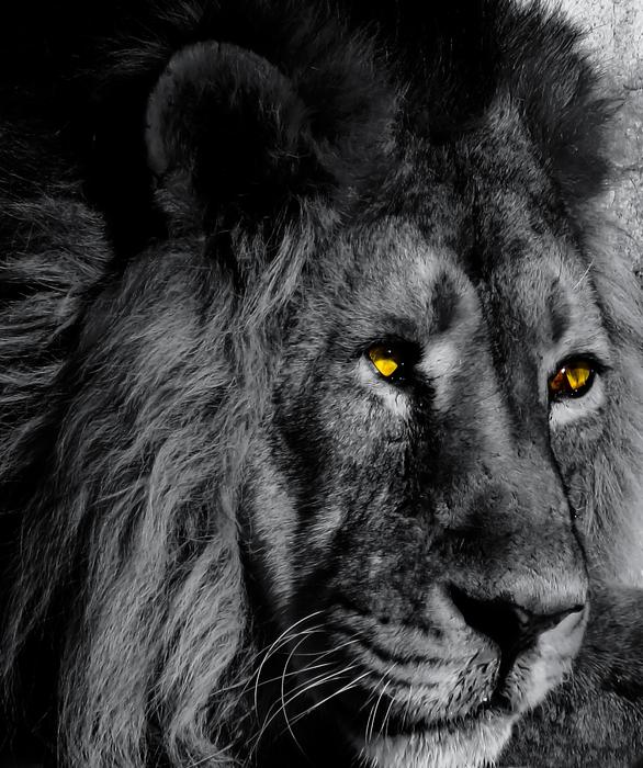 Animal Lion Big Cat Black And white