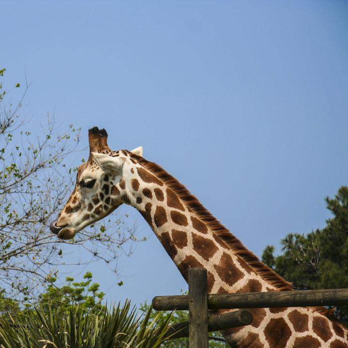 giraffe long neck blue background
