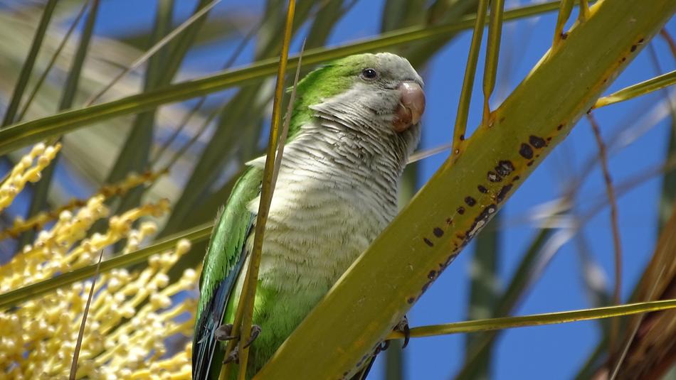 A green parrot in the branches