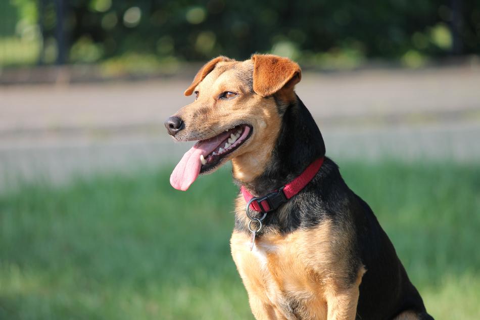 A dog with a long tongue on a walk