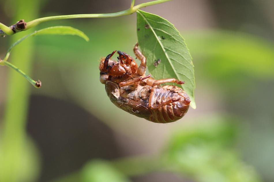 a beetle on a branch with leaves