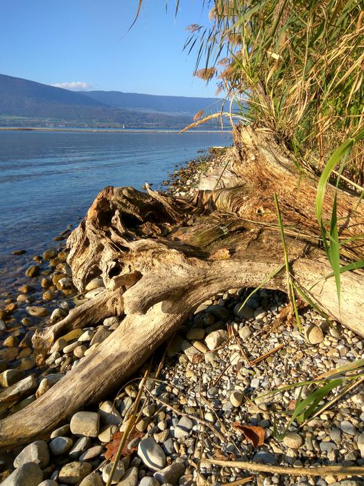 a wooden root with earth in the water