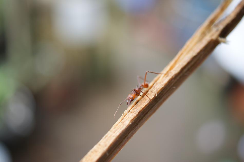A spider crawls on a twig