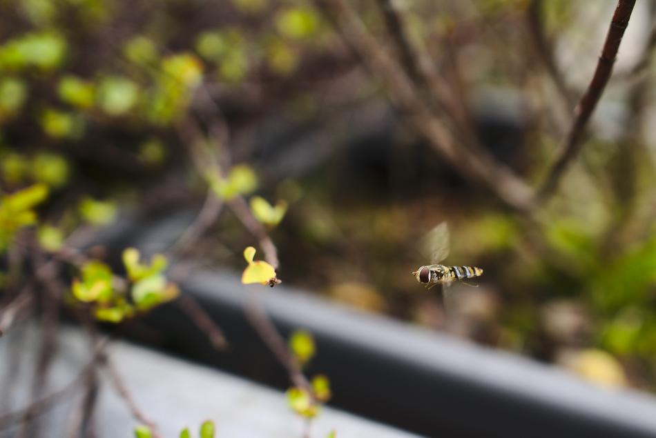 Hoverfly Insect Flying near trees