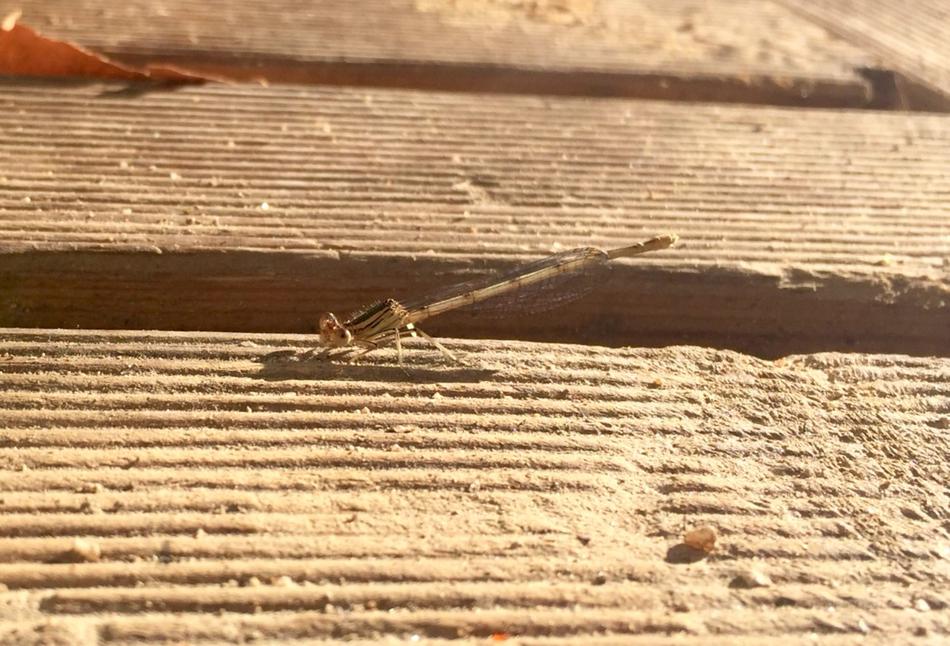 Dragonfly Insect and sand