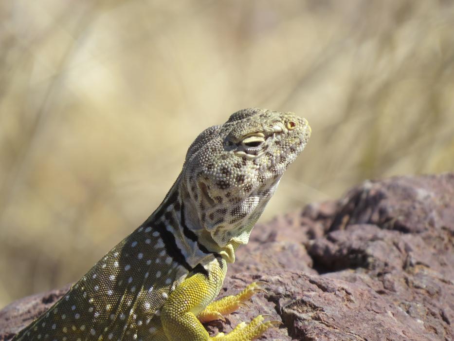 A small lizard in a field