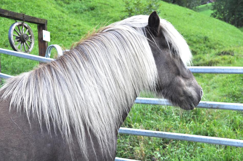 a white horse near the fence