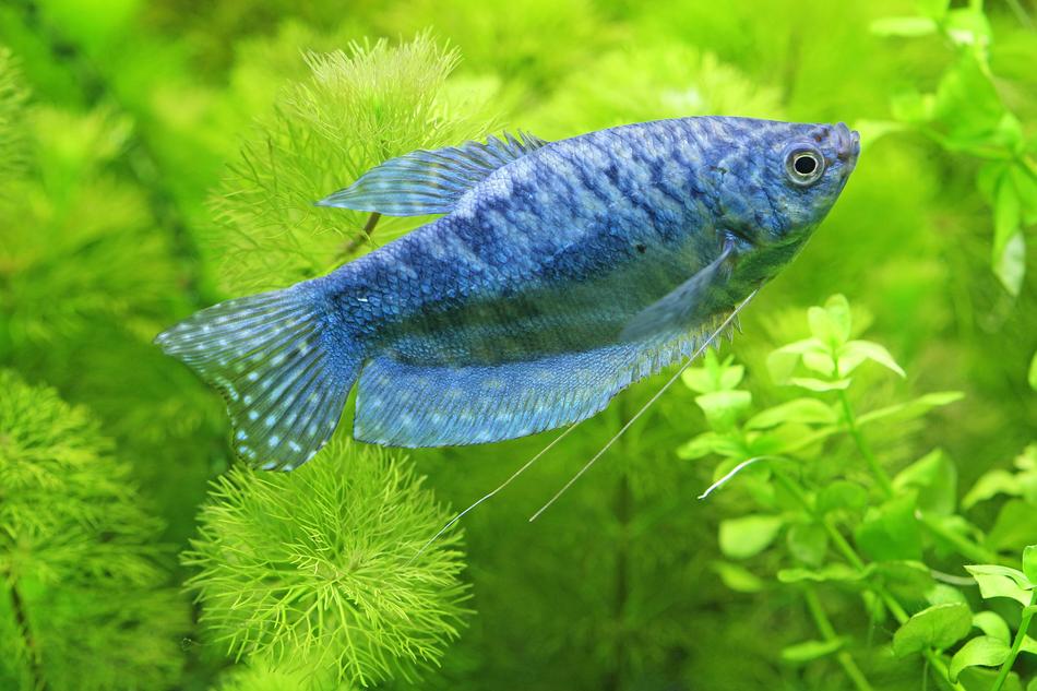 a small fish in an aquarium with algae