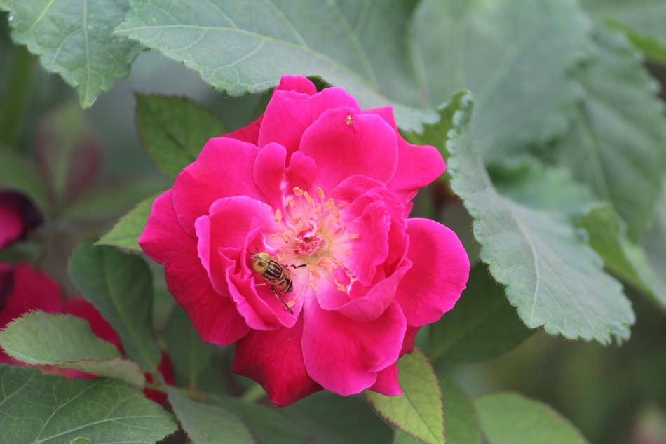 a beautiful flower with a bee on the green foliage