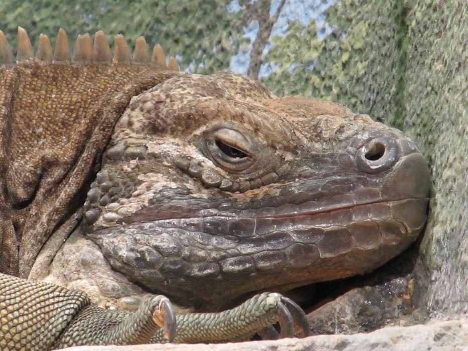 jamaican iguana in the wild