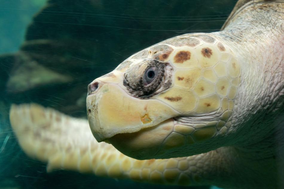 Turtle Ocean Nature