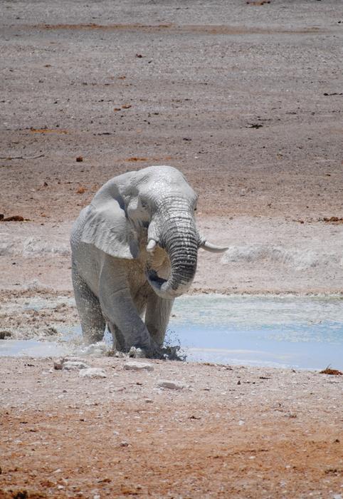 elephant on a sandy beach