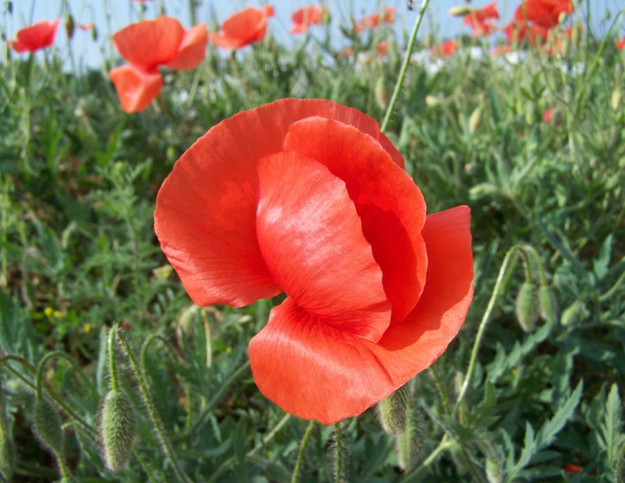 red poppy on green grass blooming