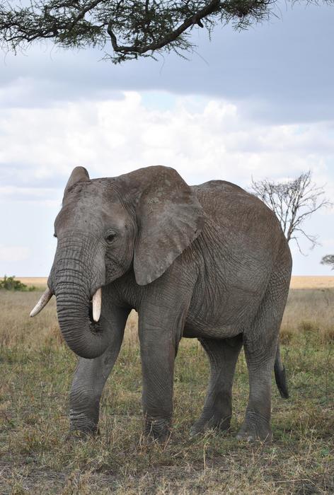 The elephant is a big beautiful elephant.