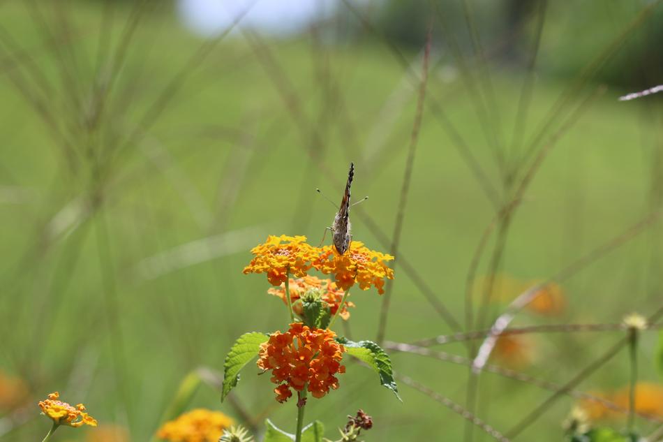 a beautiful spring flower in the green grass