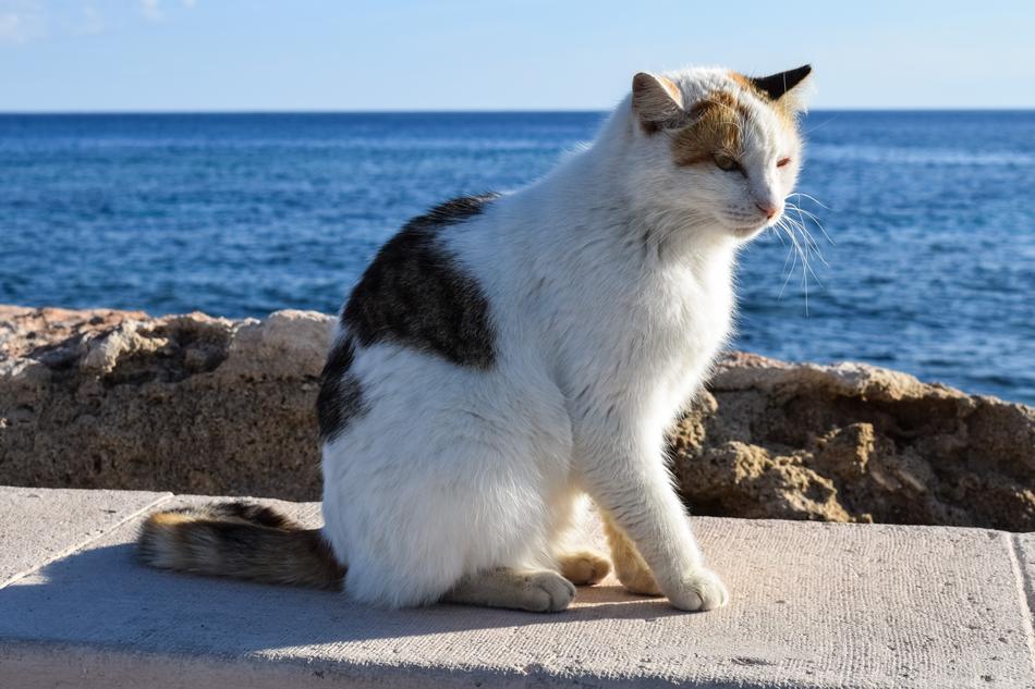 Cat Stray and sea