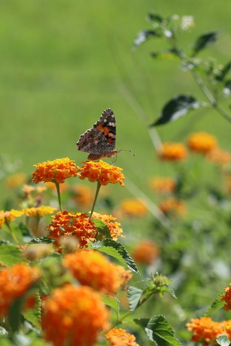 spring butterfly garden