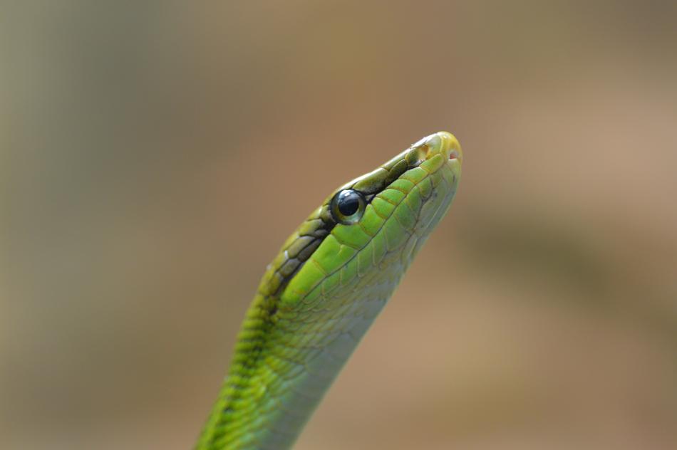 a beautiful snake on a brown background