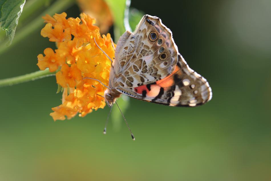 beautiful butterfly on an orange flower in Alanya, Turkey