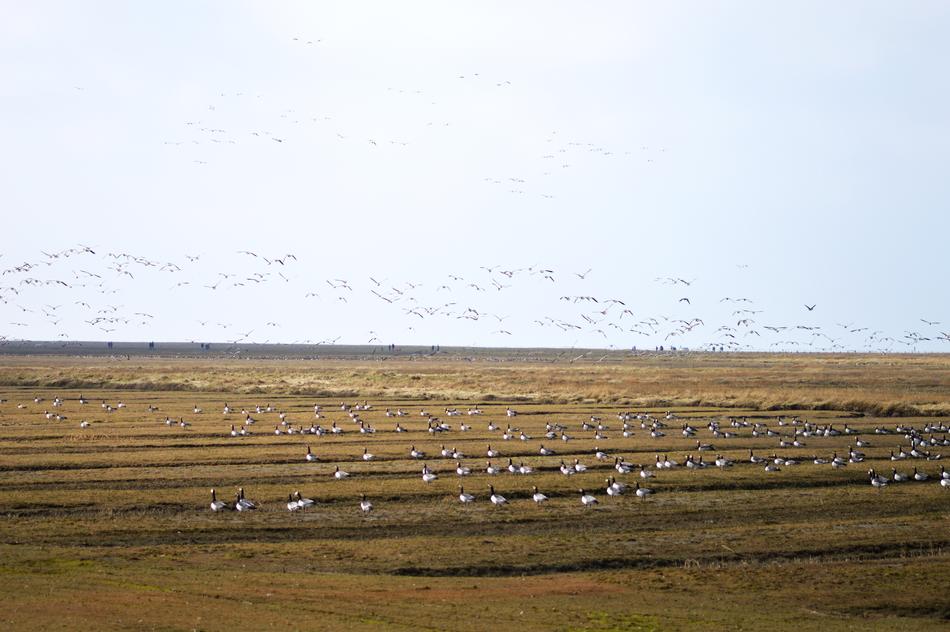 a flock of birds over the field