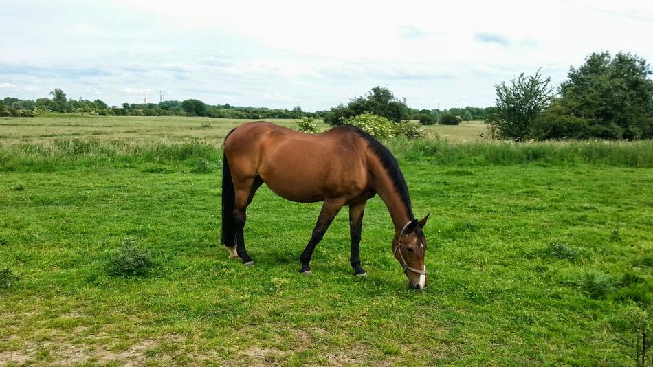 a brown horse on the green grass