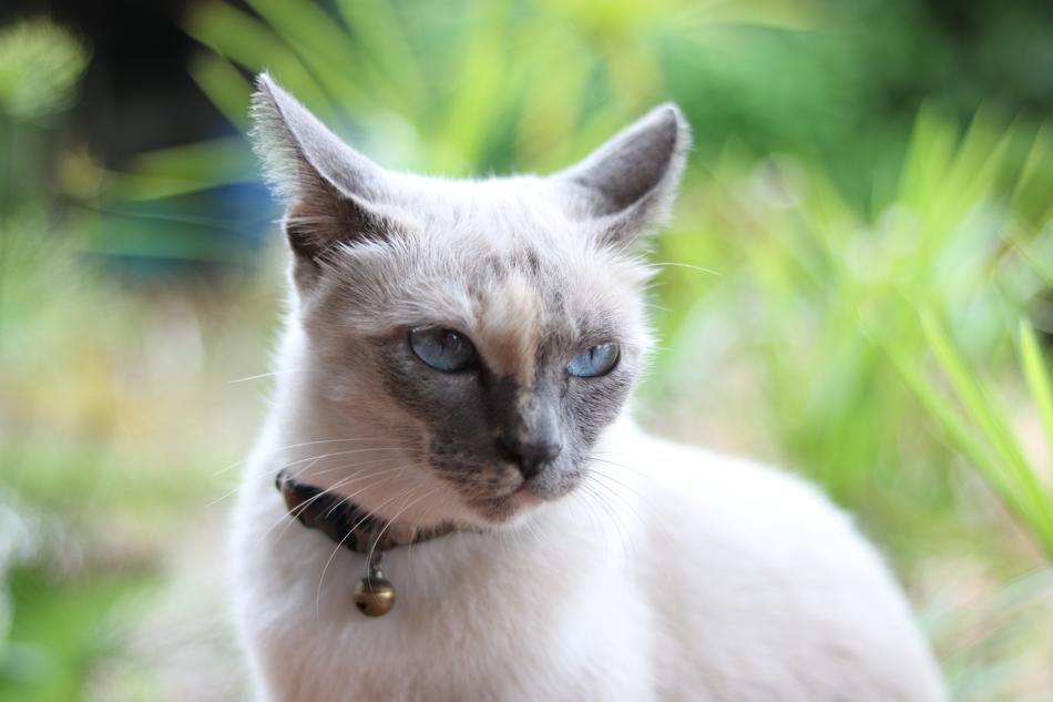 angry cat with blue eyes
