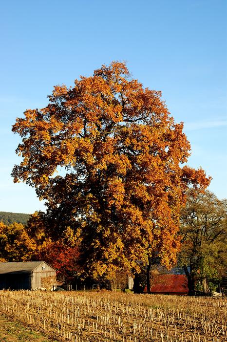 autumn landscape with trees