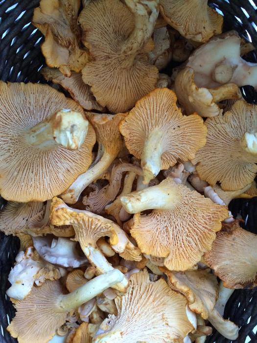 mushrooms are orange and white