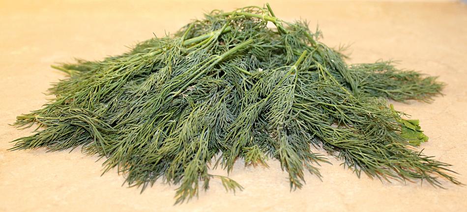 green fir trees are dry