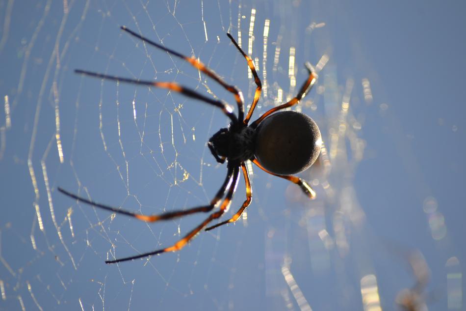 a large spider on the web