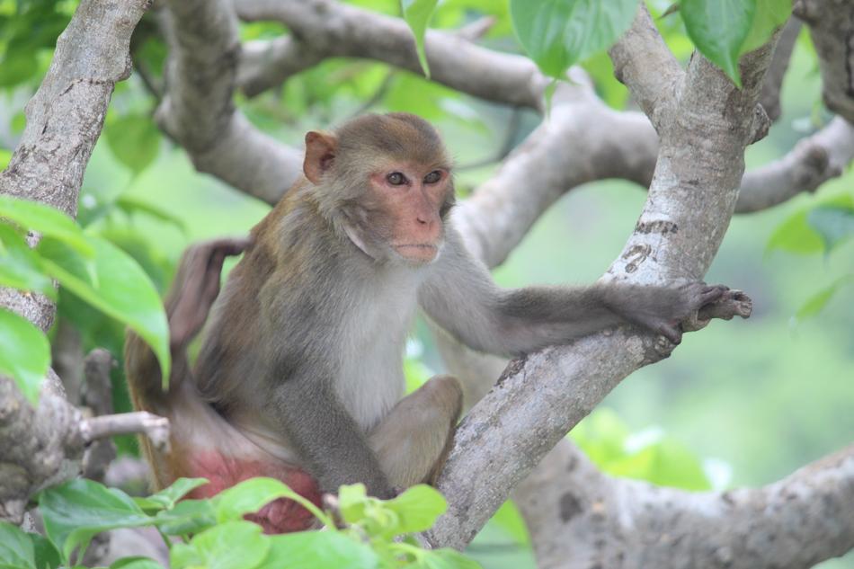 monkey in the trees at the zoo