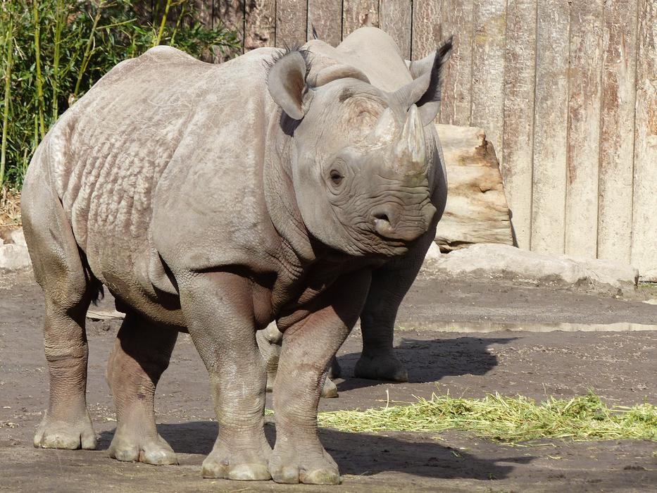 a large rhinoceros on a background of trees