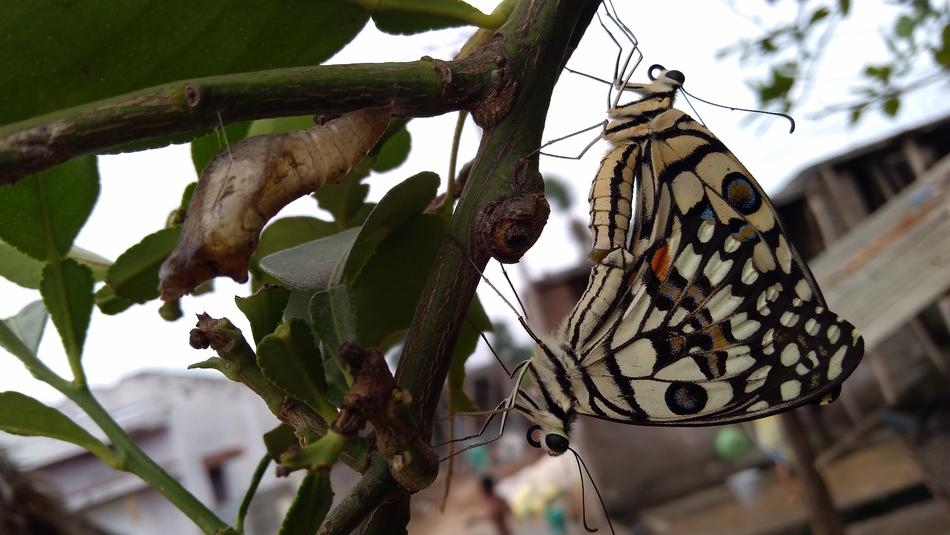 tropical butterfly on a tree