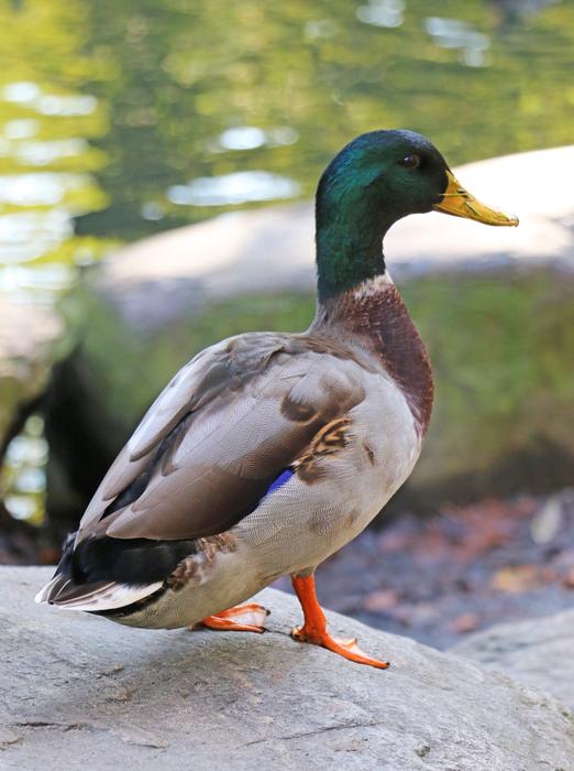 a big duck with a green head