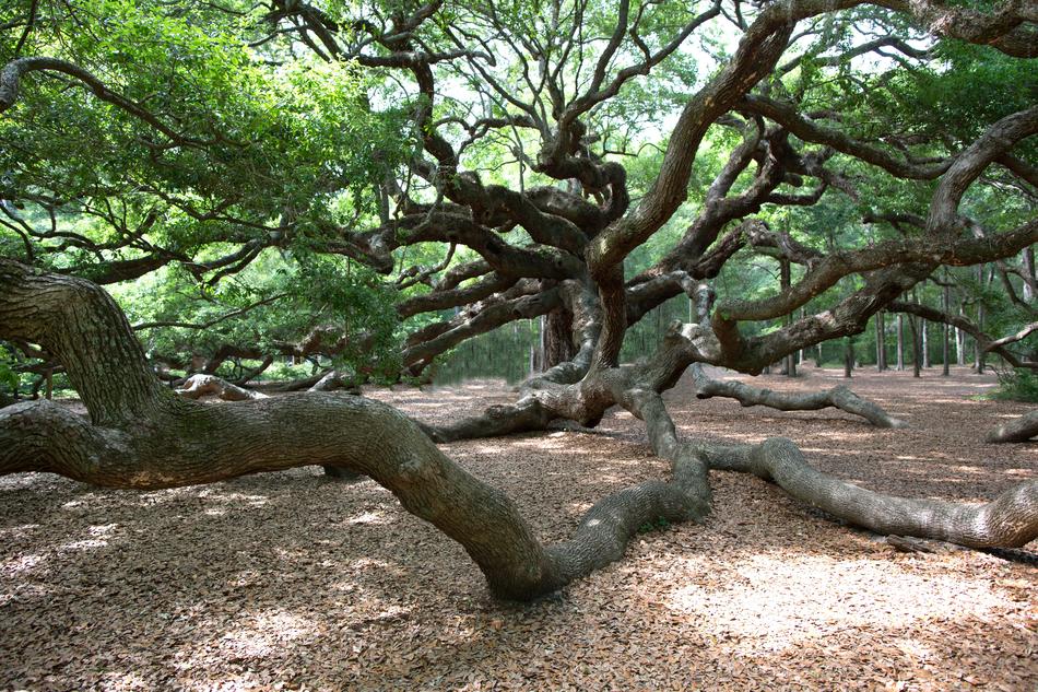 wooden roots on leaves
